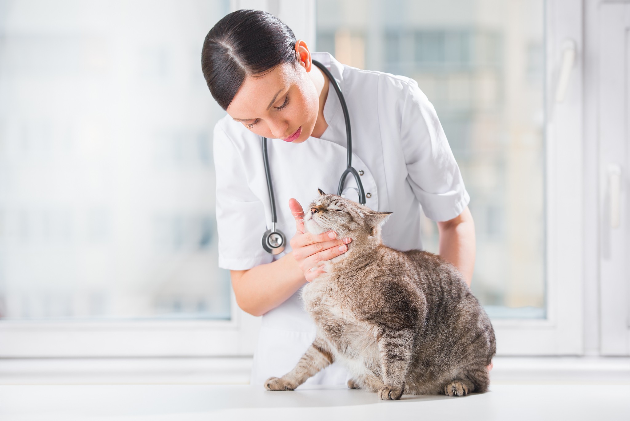 doctor checking a cute cat