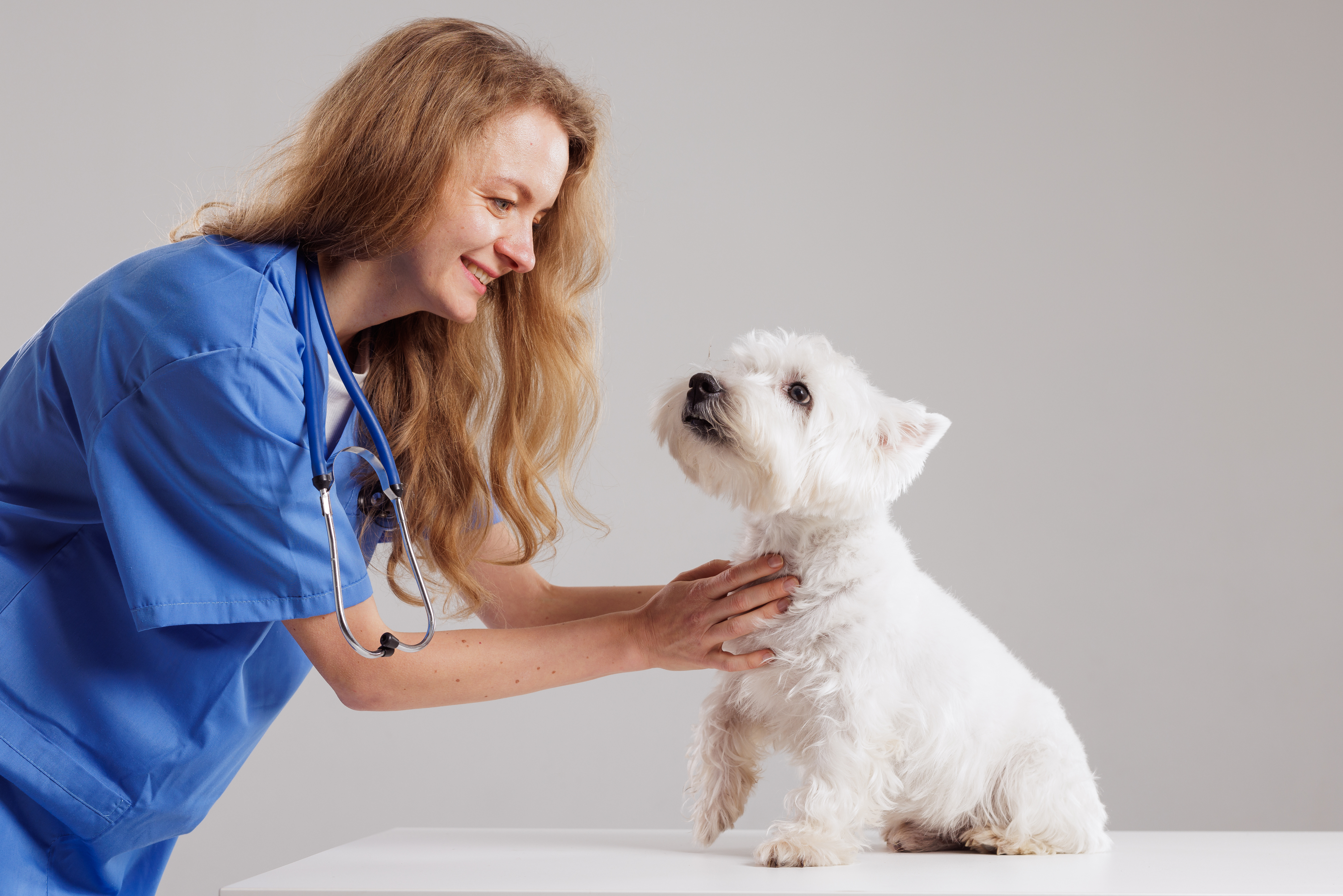 doctor with west highland terrier